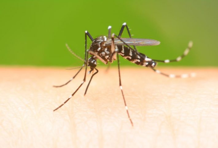 Zikavirus Aedes Mücke